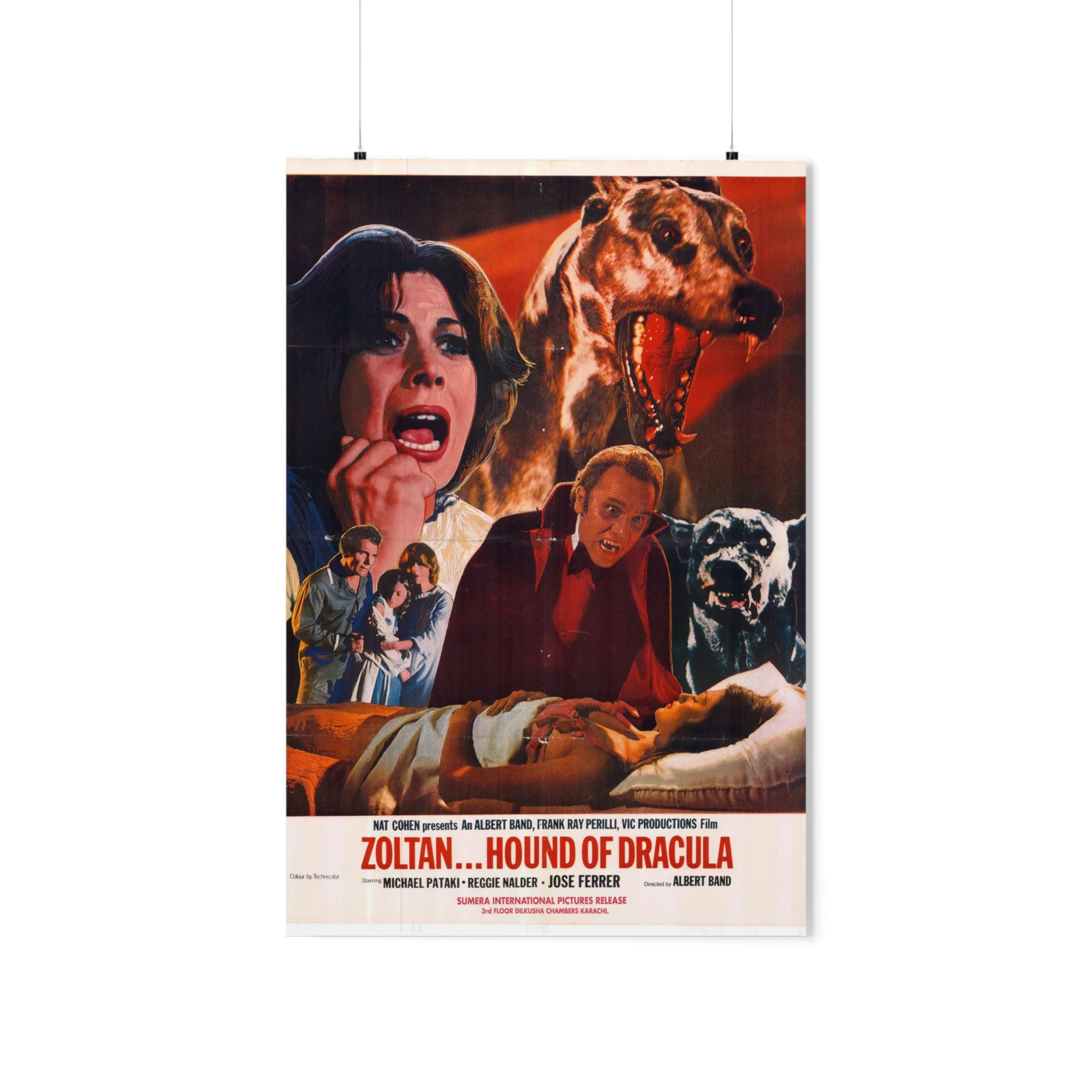 Zoltan Hound of Dracula Pakistani - Premium Matte Vertical Posters
